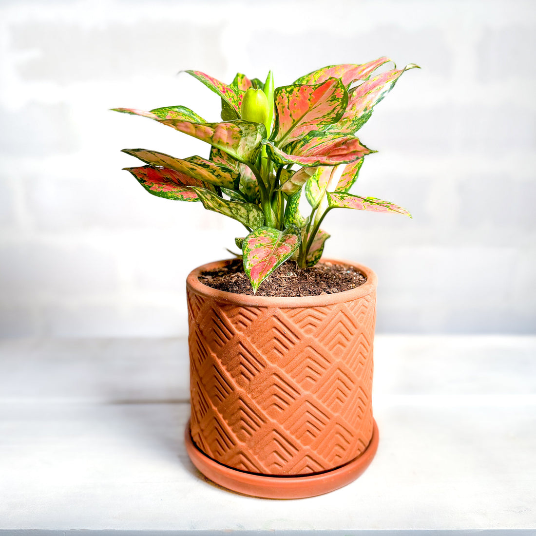 Aglaonema