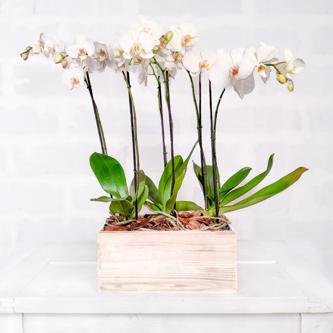 Orquidea triple