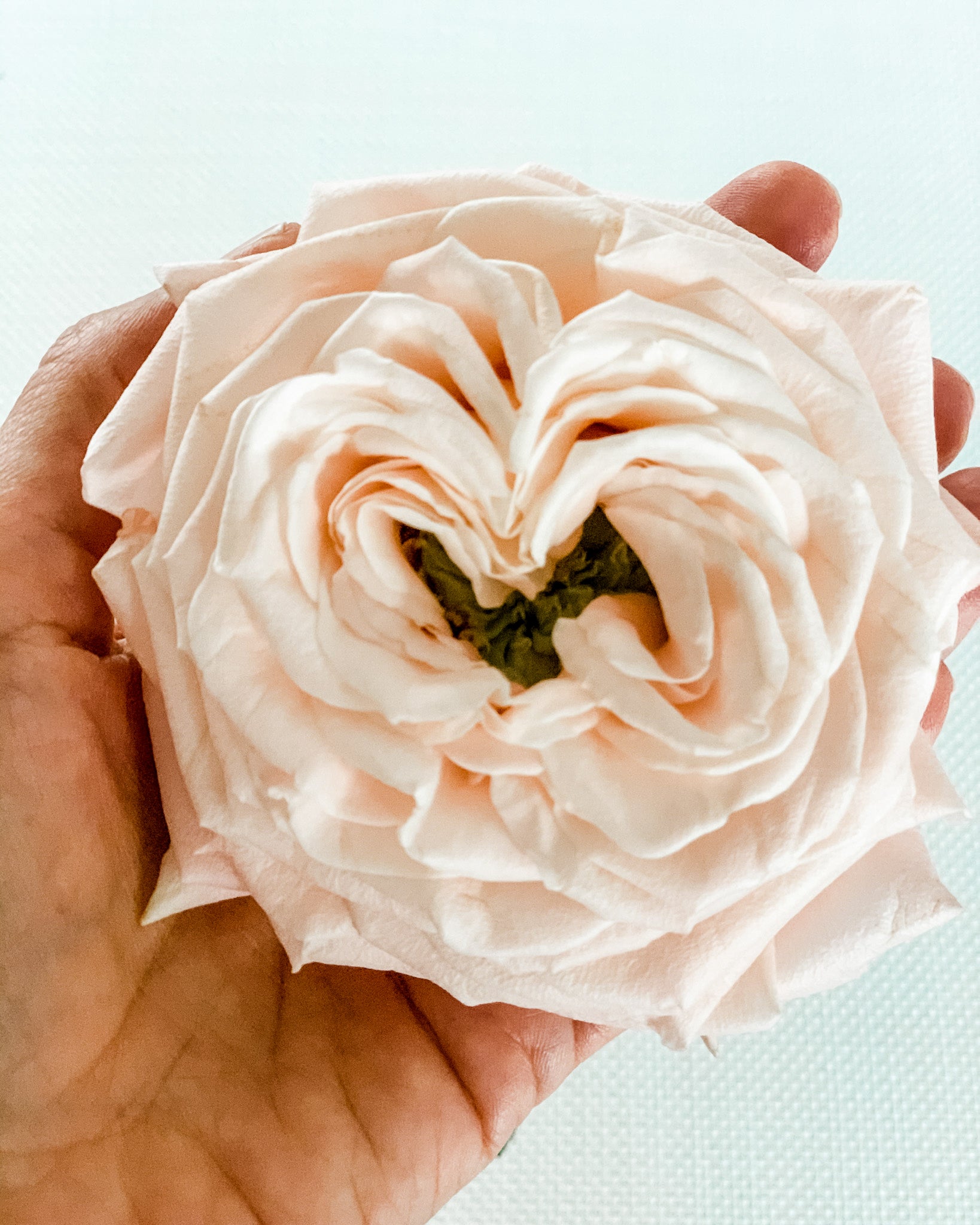 Atado de 12 Rosas Inglesas