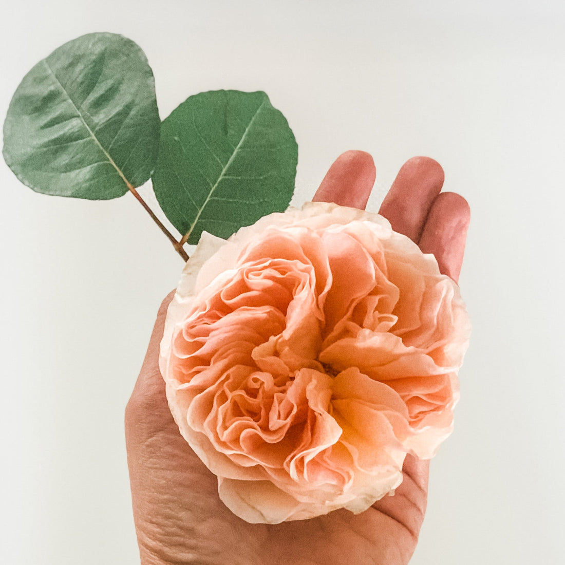 Atado de 12 Rosas Inglesas