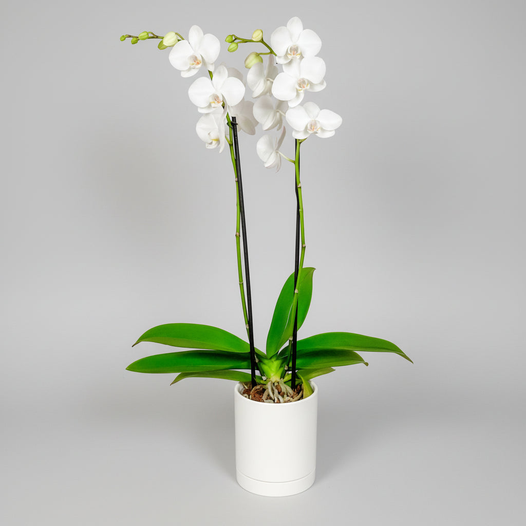 Orquidea en base Romey