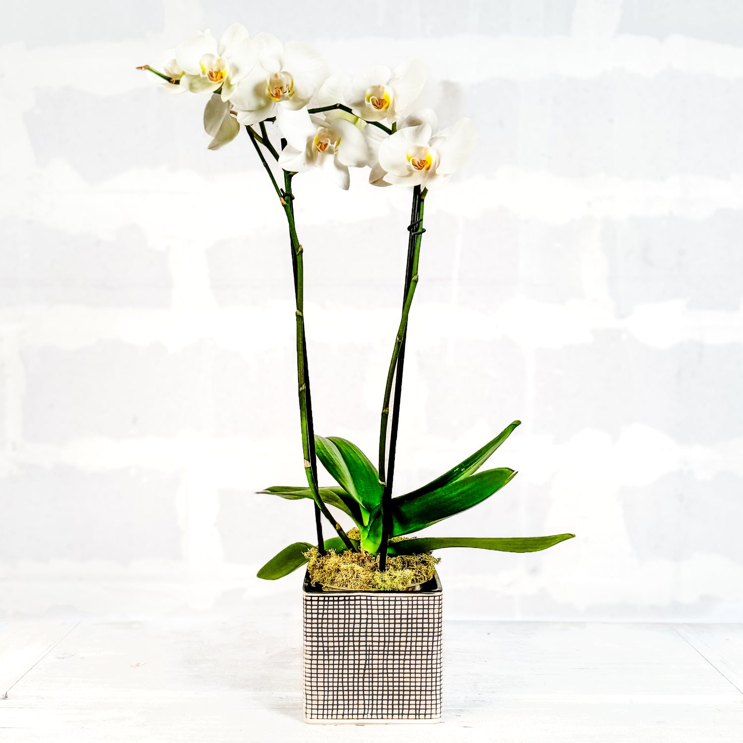 Orquídea -