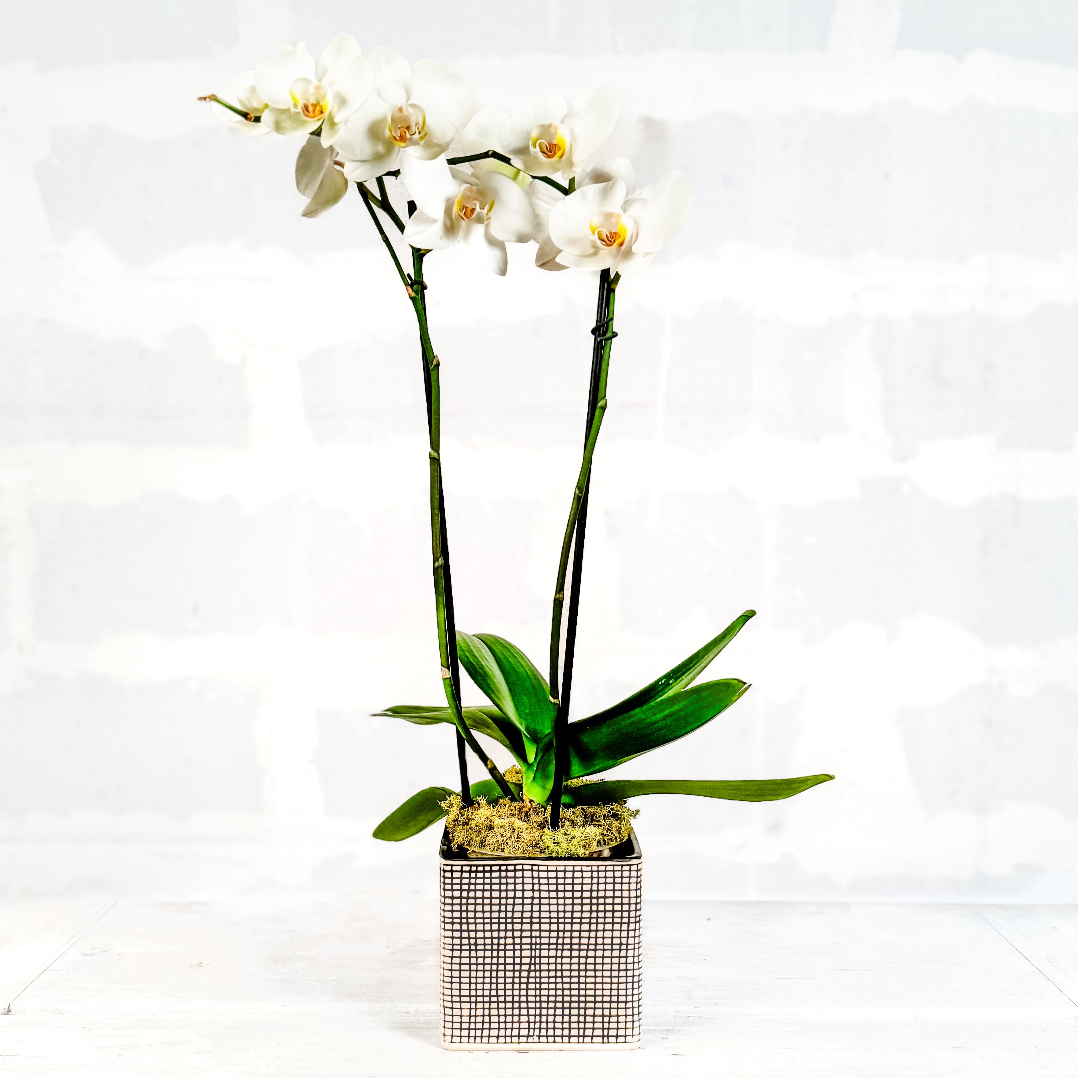 Orquídea -