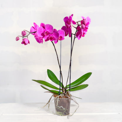 Orquídea Phalaenopsis  | planta