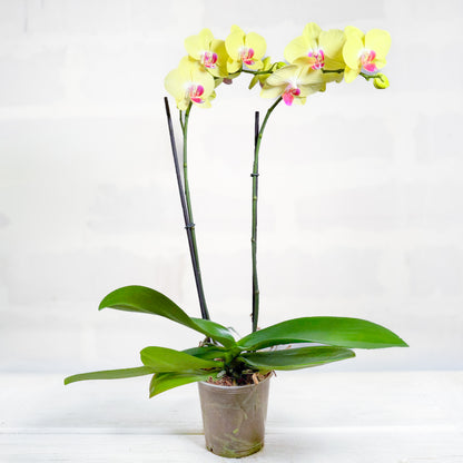 Orquídea Phalaenopsis  | planta