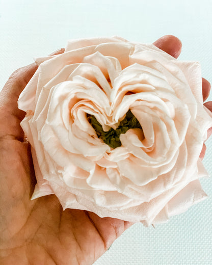 Atado de 12 Rosas Inglesas